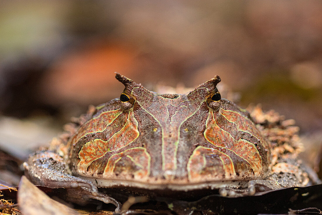 Surinam horned frog