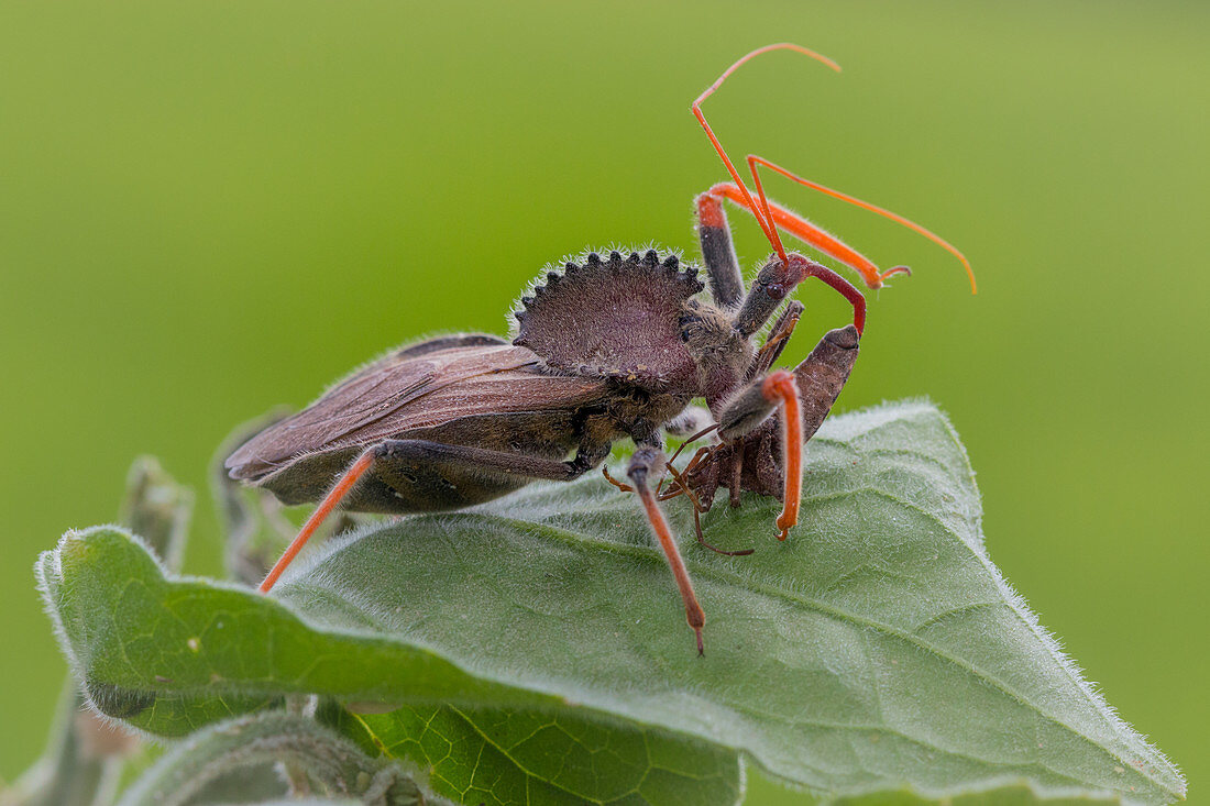 Wheel bug