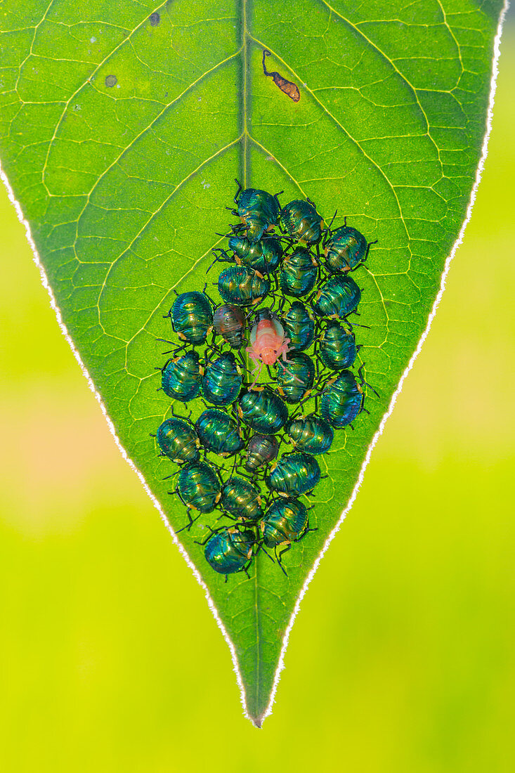 Hemiptera nymph hatching on a leaf