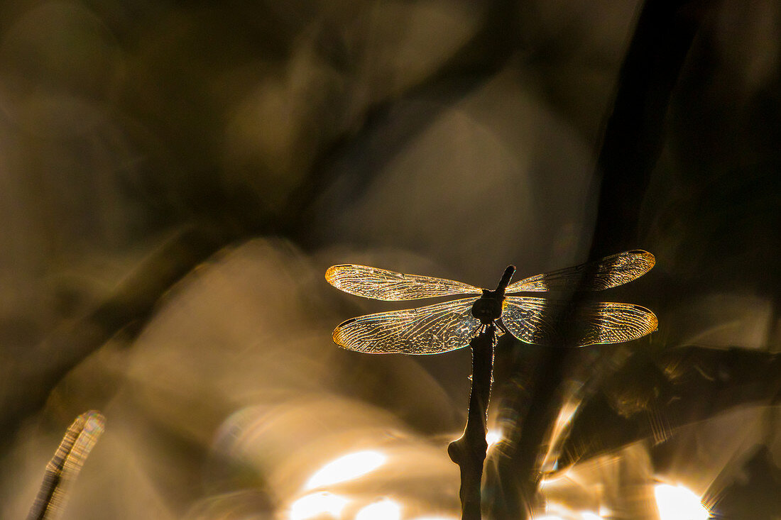 Dragonfly at sunset