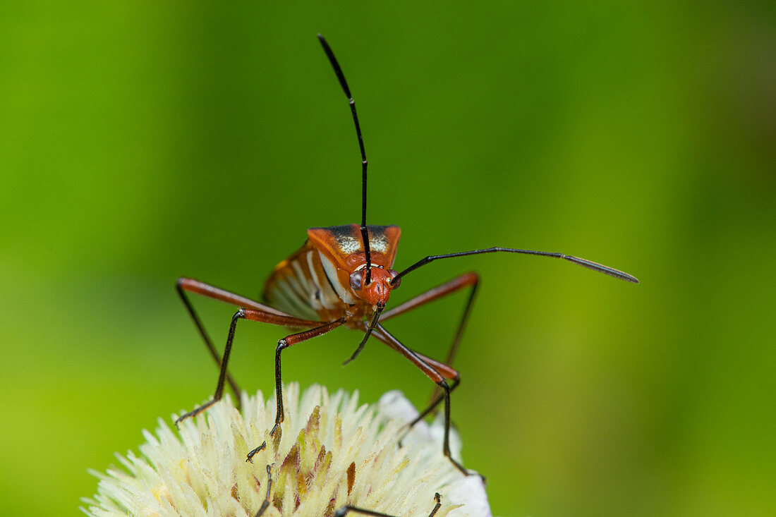Pentatomomorpha bugs