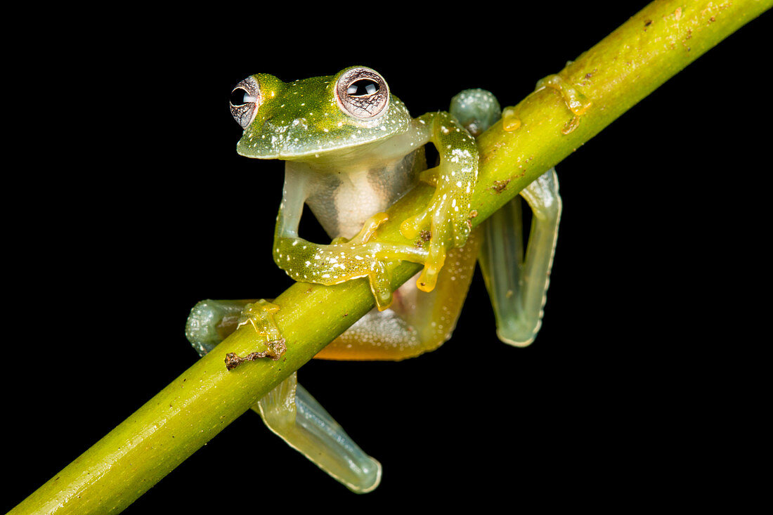 Glass frog