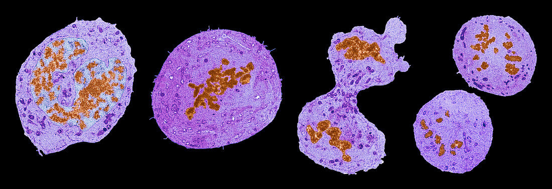 Mitotic cell division, TEM