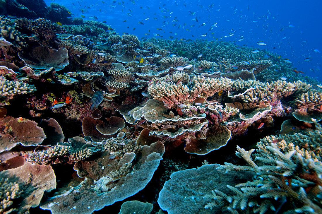 Healthy coral reef, Great Barrier Reef, Australia