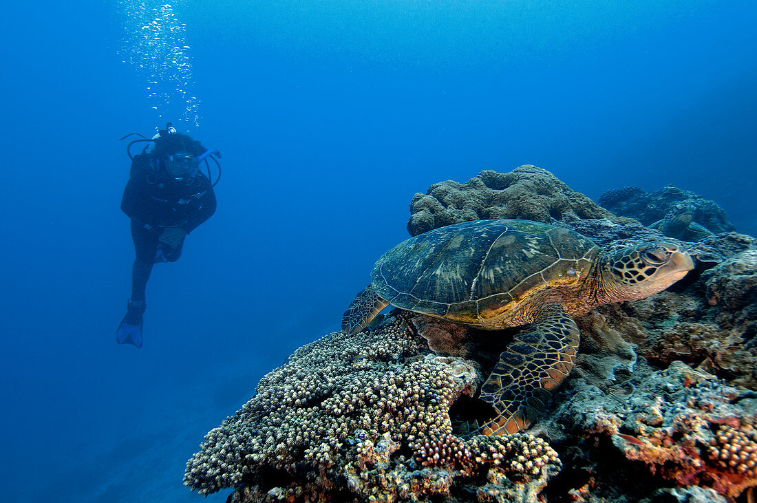 Scuba diver and green sea turtle