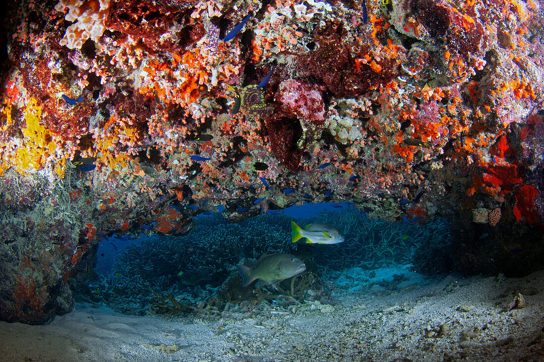 Brown-spotted coral grouper