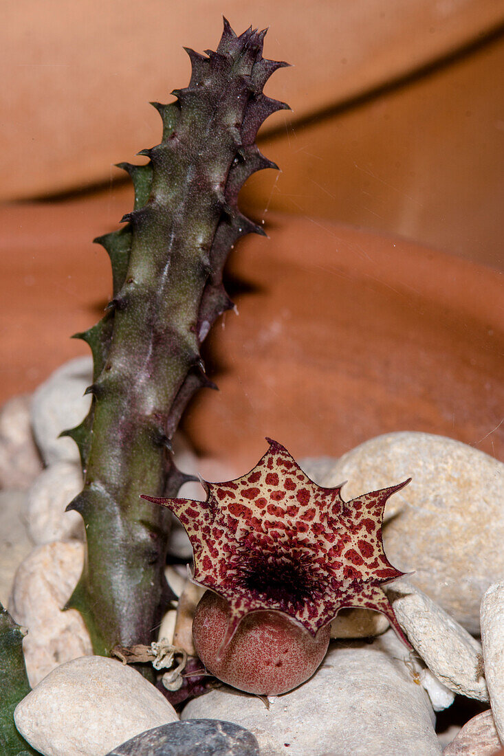 Carrion Flower (Huernia hislopii kapugua)