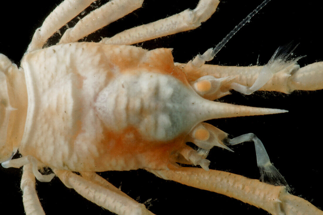 Squat Lobster (Munidopsis sp.)