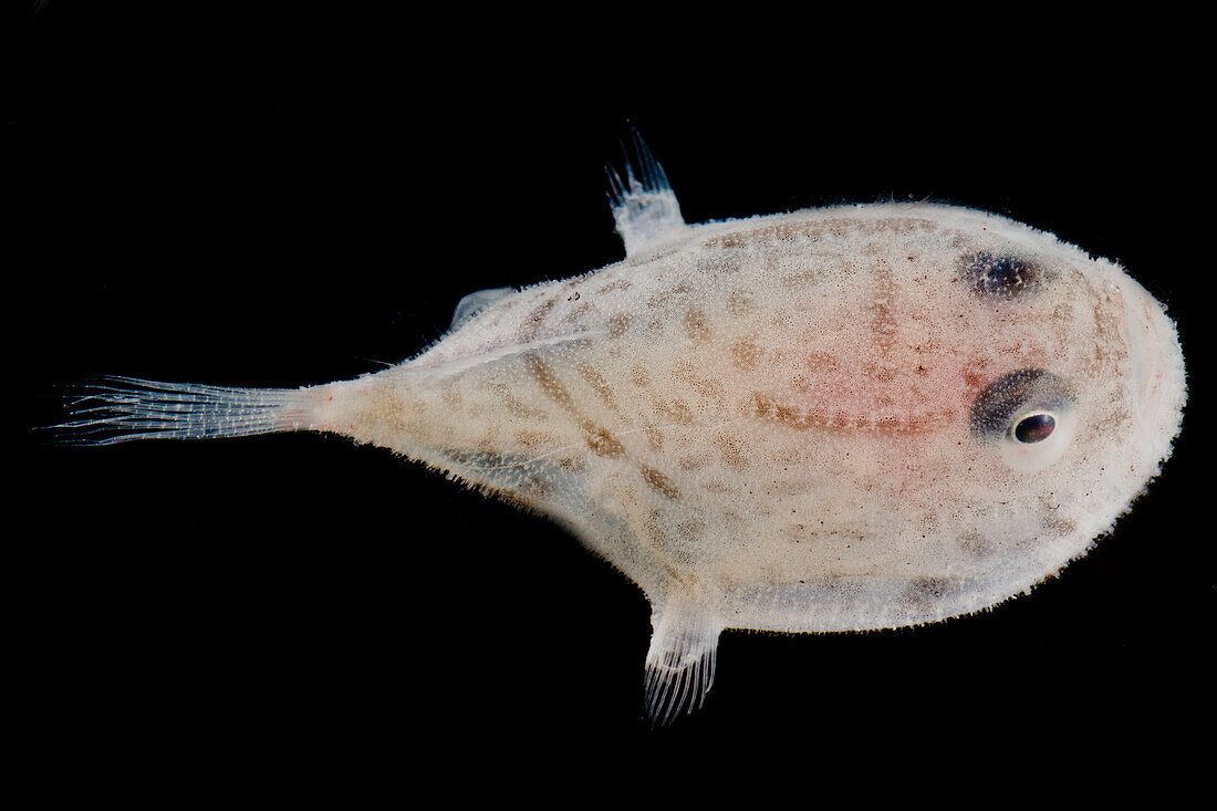 Juvenile Suttku's Sea Toad (Chaunax suttkusi)