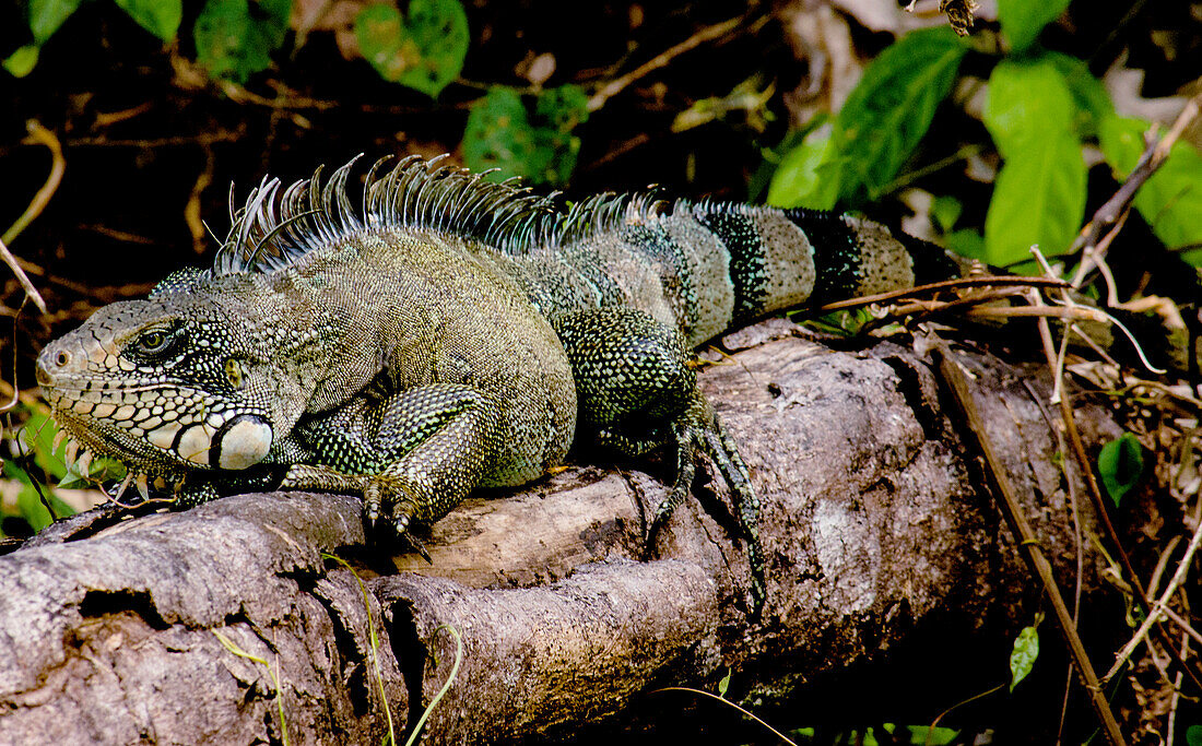 Adult Male Iguana (Iguana iguana)
