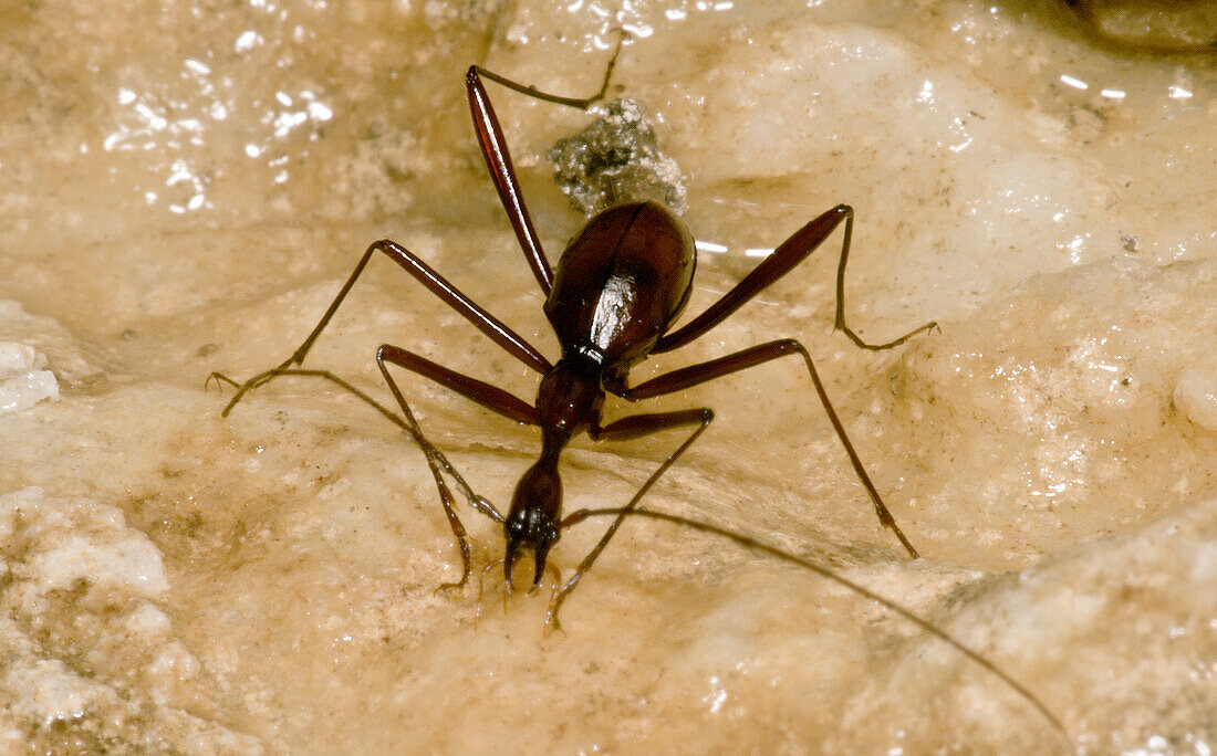 Cave Beetle (Xuedytes sp.)