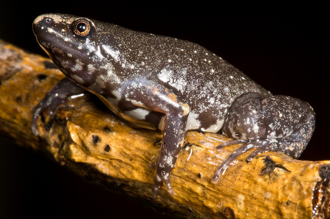 Dotted Humming Frog (Chiasmocleis ventrimaculata)