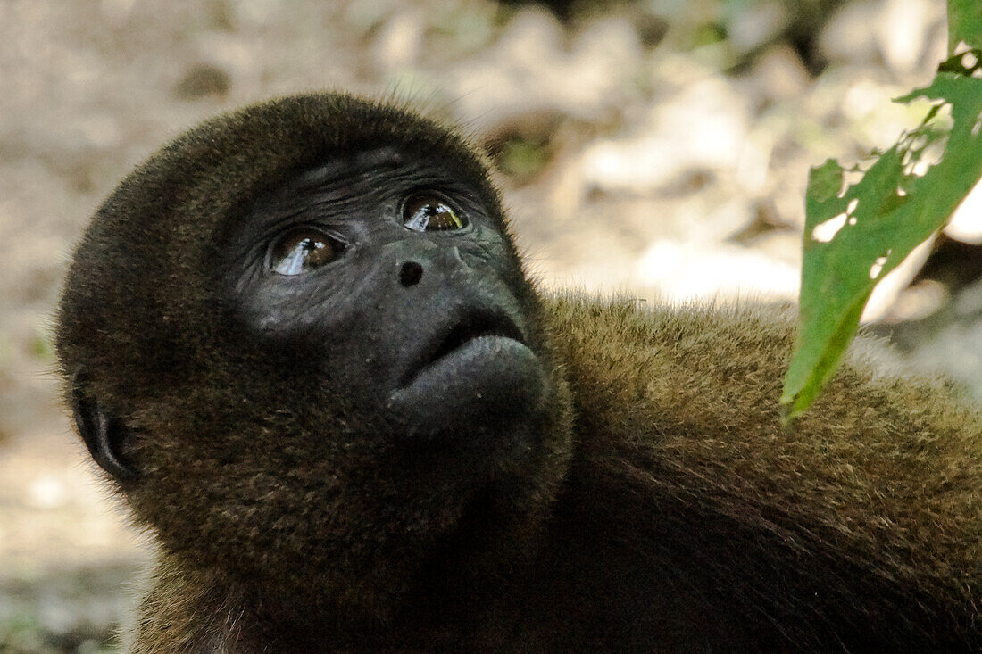 Silvery Woolly Monkey (Lagothrix poeppigii)