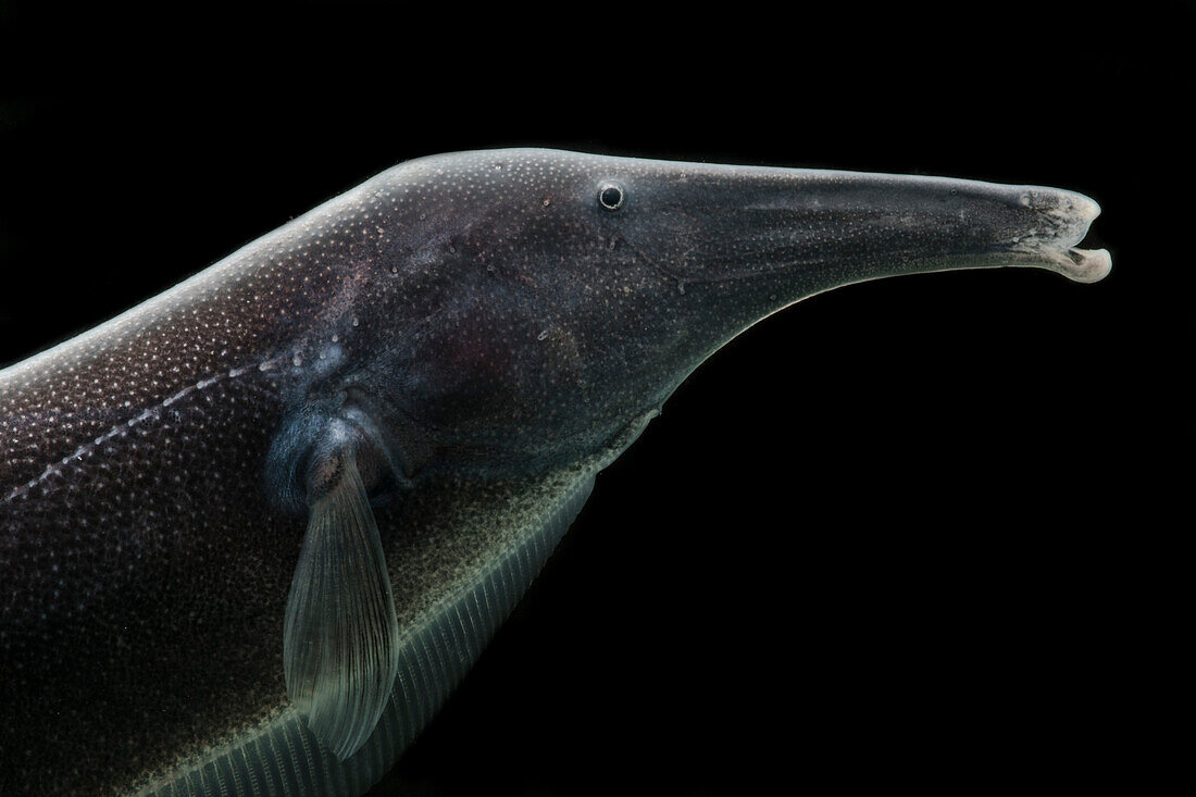 Knifefish (Sternarchorhynchus goeldii)