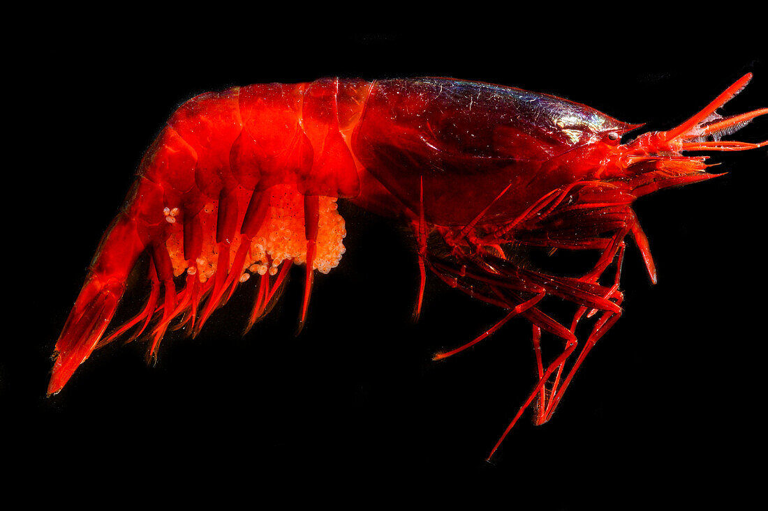 Deep Water Shrimp, Meningodora mollis