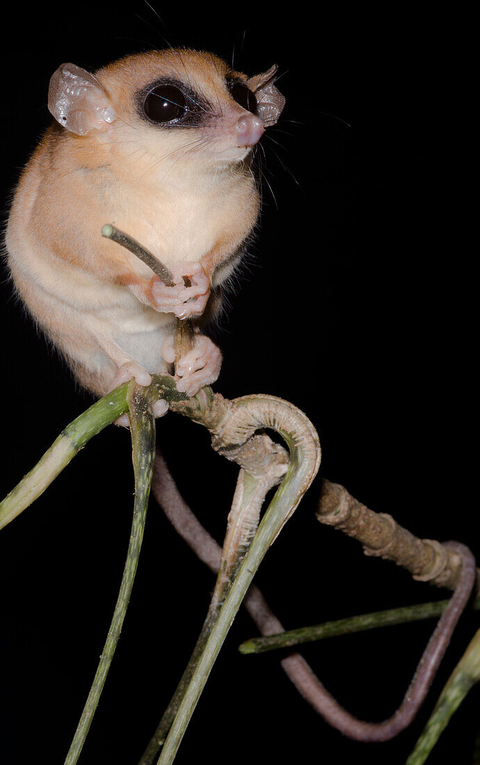 Emilia's Gracile Opossum (Gracilinanus emiliae)