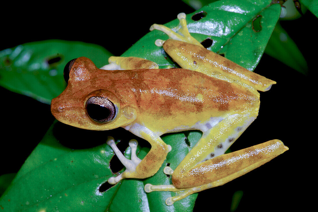 Alfaro's Treefrog (Boana alfaroi)