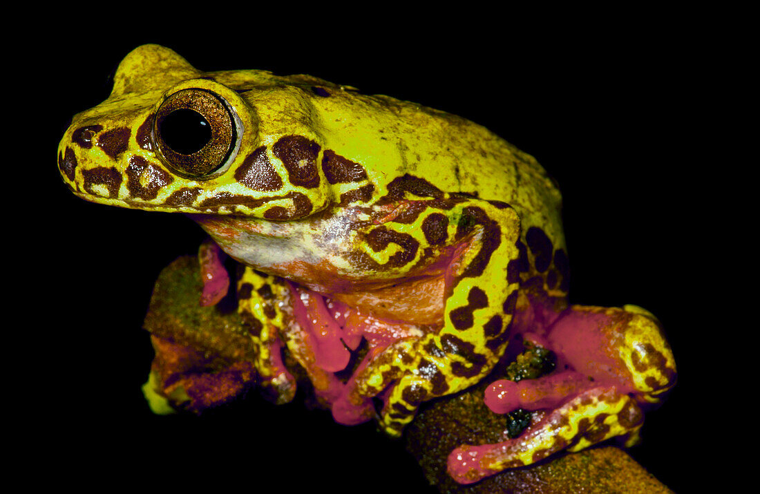 Clown Tree frog (Dendropsophus reticulatus)