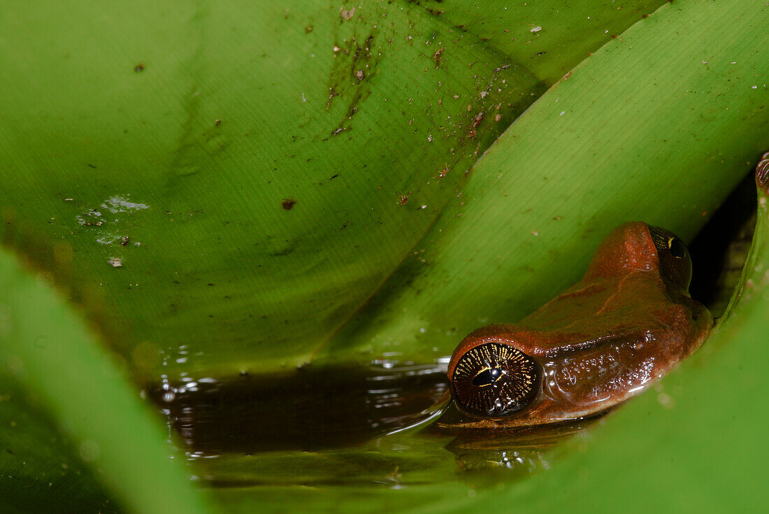 Bromeliad Boneyhead Frog (Osteocephalus castaneicola)