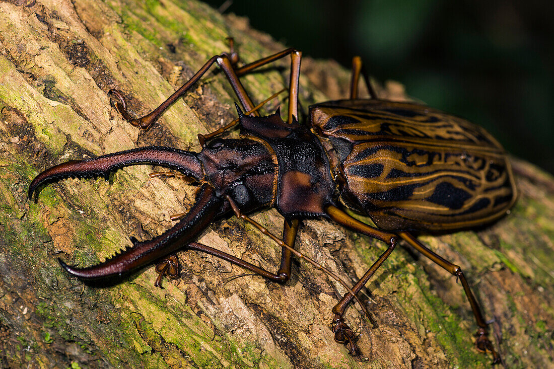 Sabertooth Longhorn Beetle (Macrodontia cervicornis)