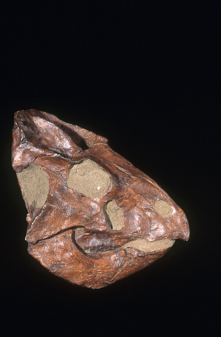 Leptoceratops dinosaur skull