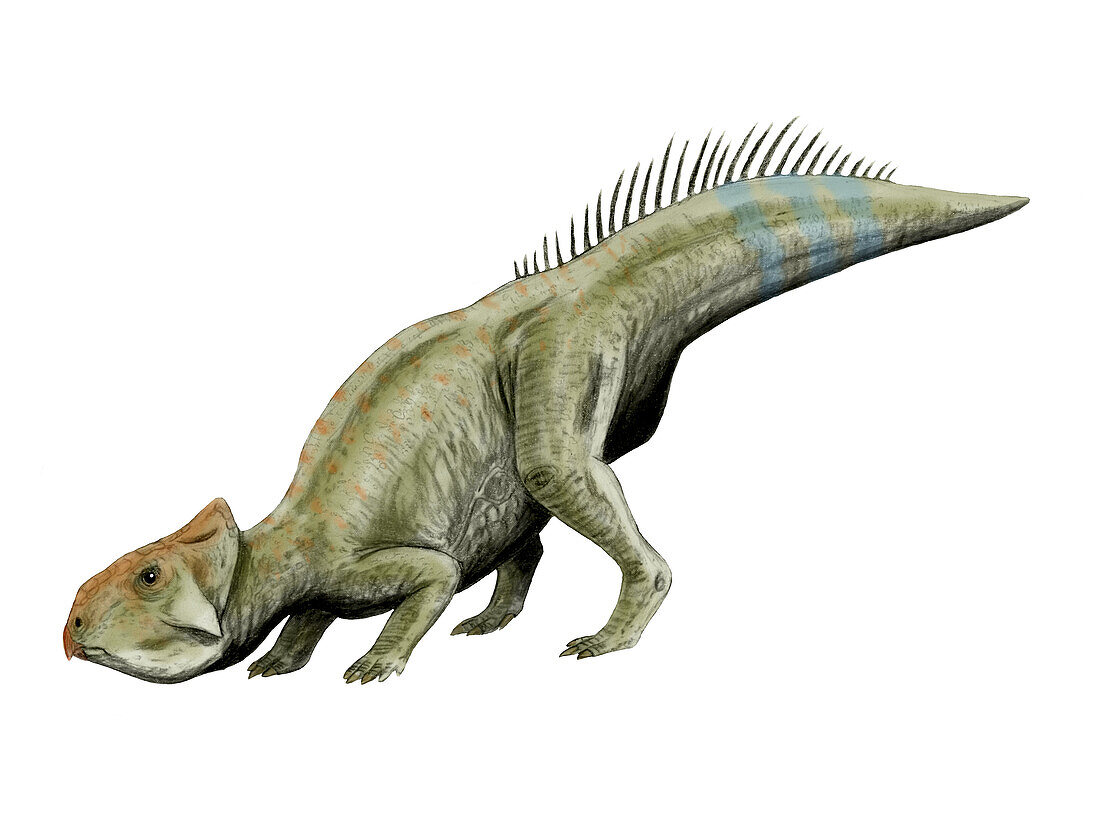 Leptoceratops dinosuar, illustration
