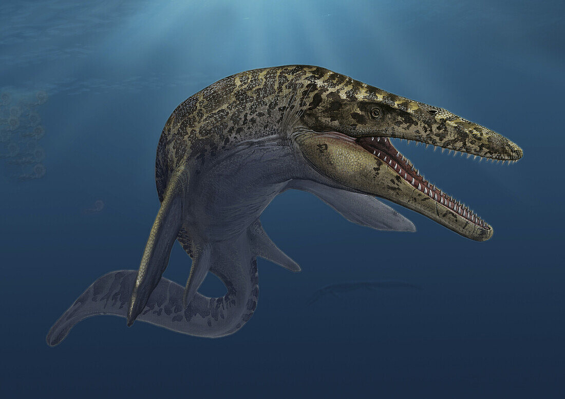 Mosasaurus marine reptile, illustration