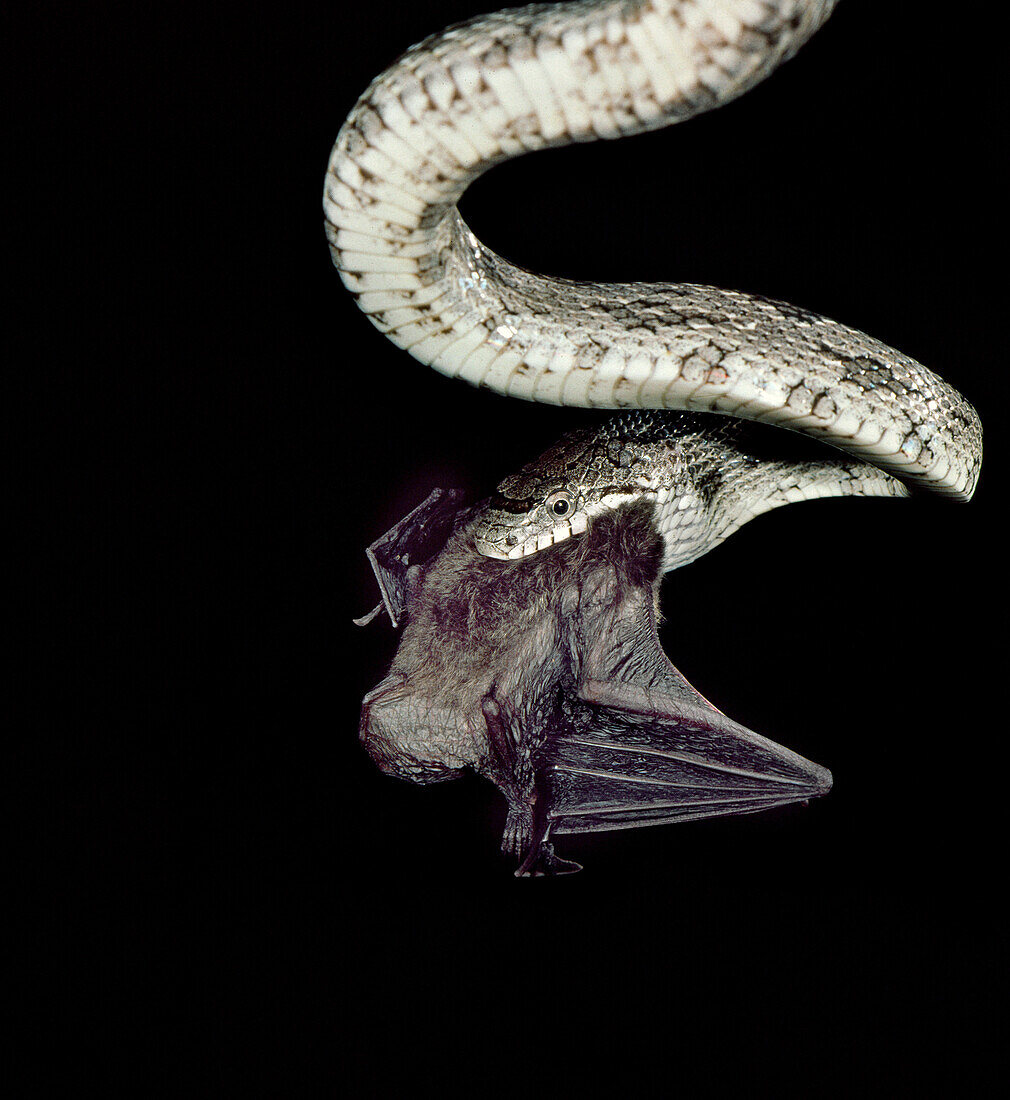 Southern myotis eaten by gray rat snake