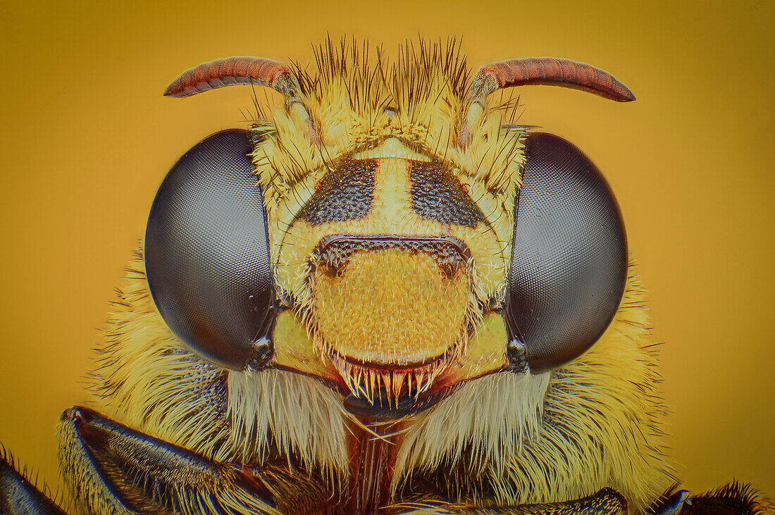 Blue-banded Bee (Amegilla zonata)