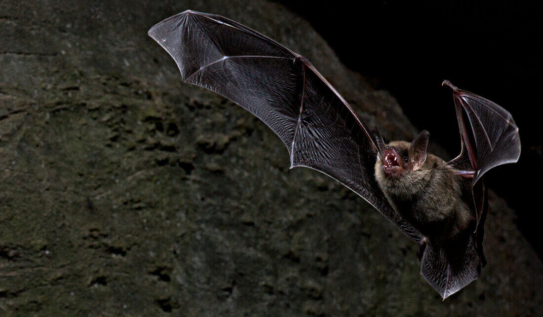 Cave Myotis Bat (Myotis velifer)