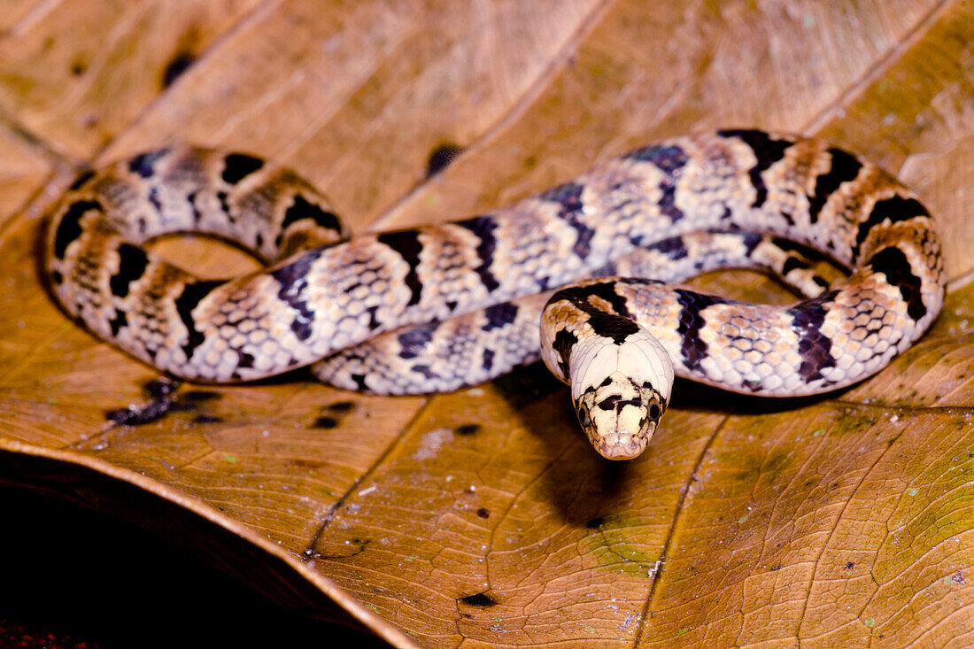 Big Ground Snake (Atractus major)