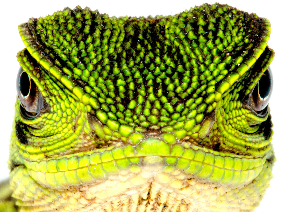 Amazon Wood Lizard (Enyalioides laticeps)