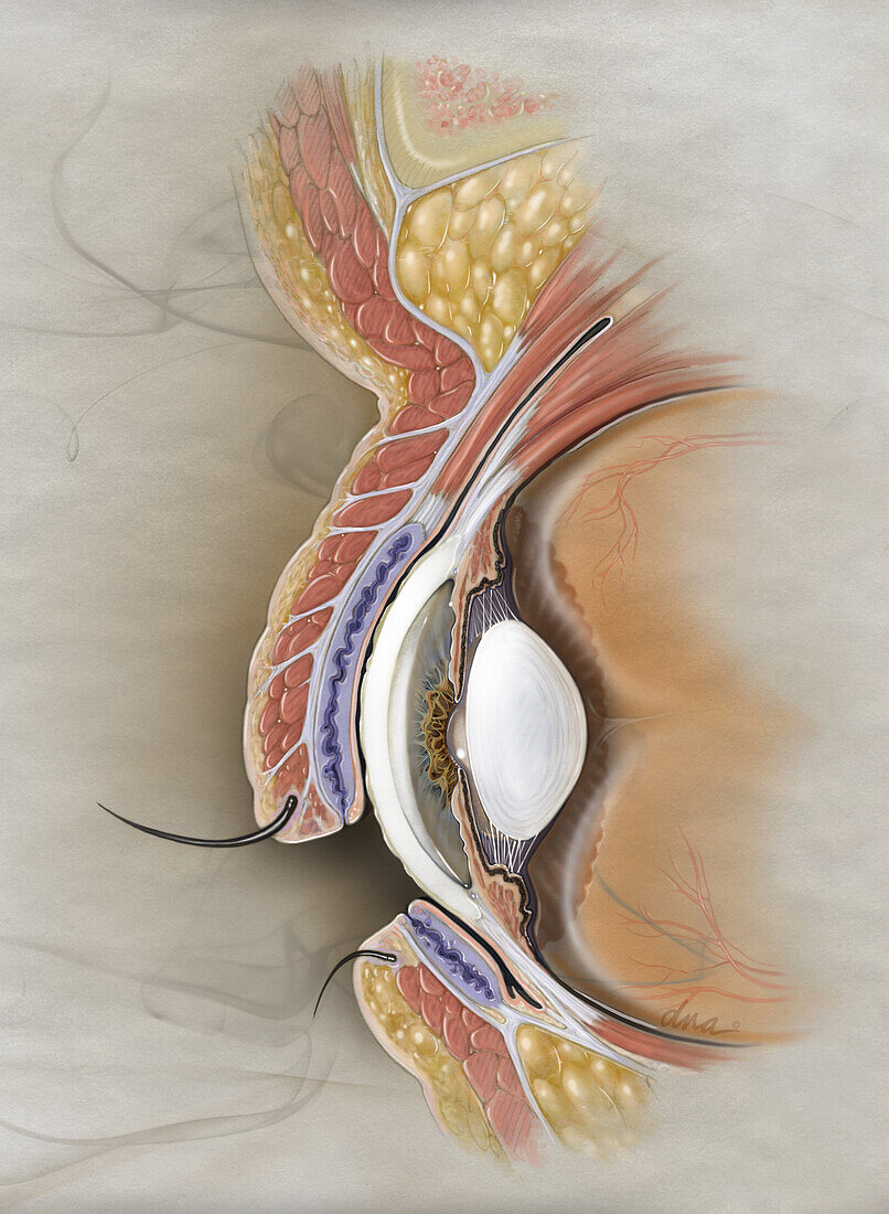 Eye Section, Illustration