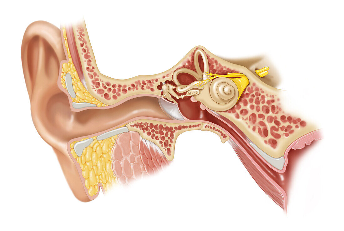 Ear Anatomy, Illustration