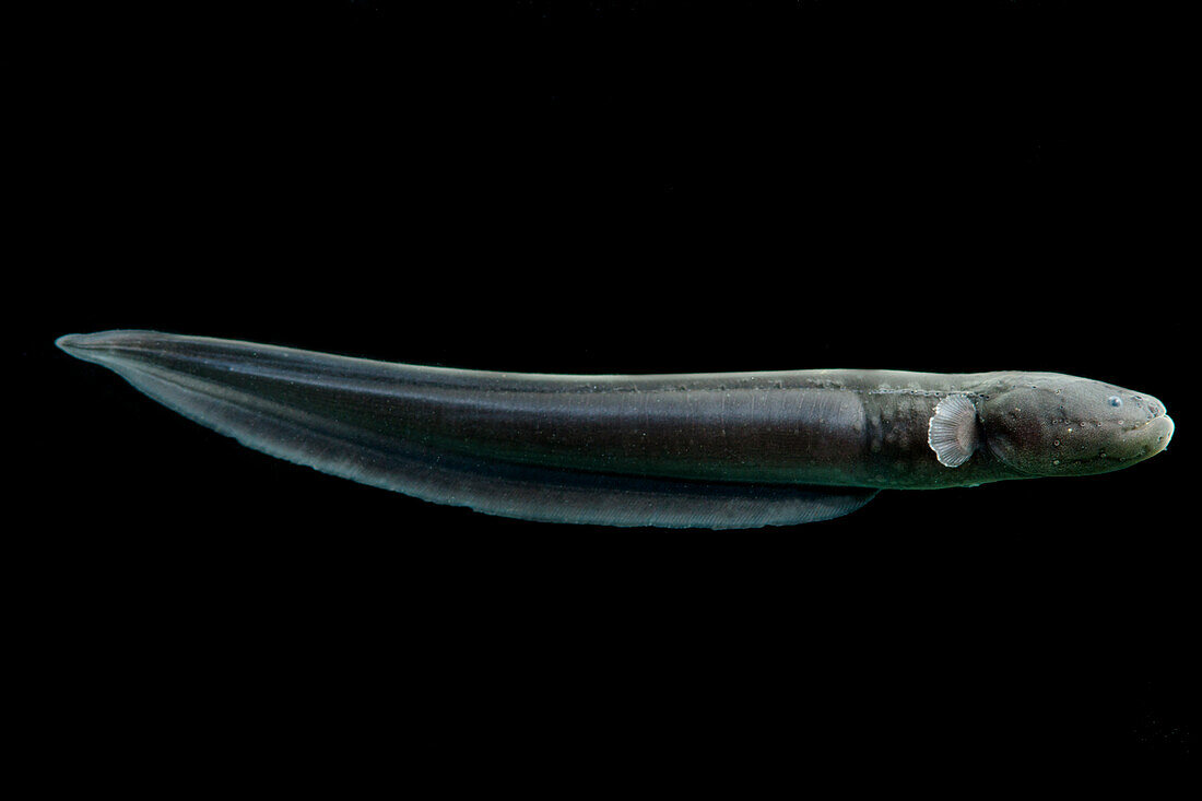 Electric Eel (Electrophorus electricus)