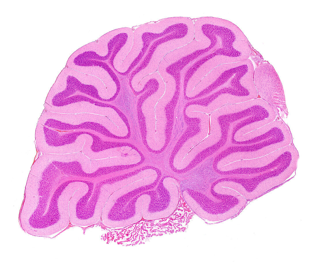 Cerebellum, Sagittal Section, LM