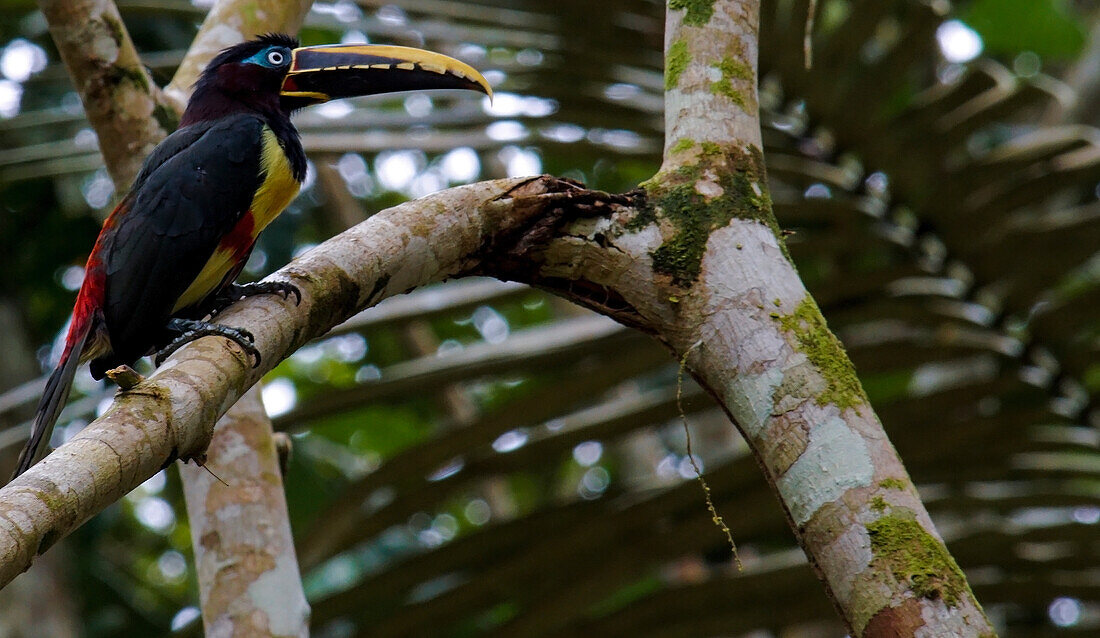 Aracari Toucans