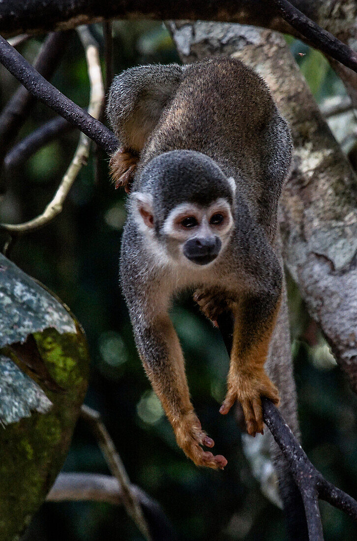 Common Squirrel Monkey (Saimiri sciureus)