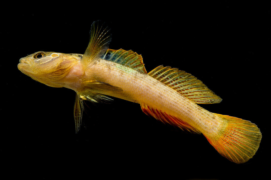 Buck Darter (Etheostoma nebra)