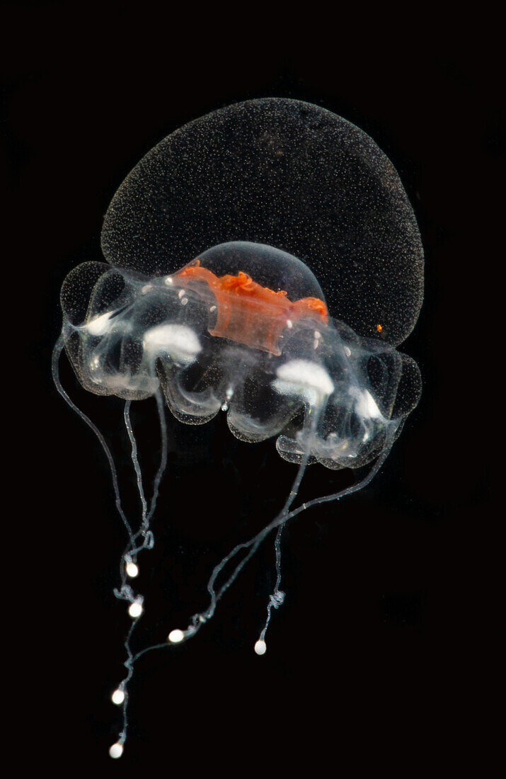 Deep-Water Jellyfish (Atorella cf octogonos)
