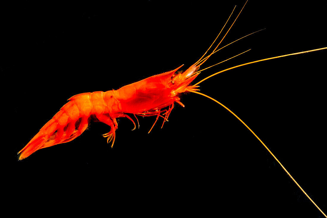 Shrimp (Acanthephyra acutifrons)
