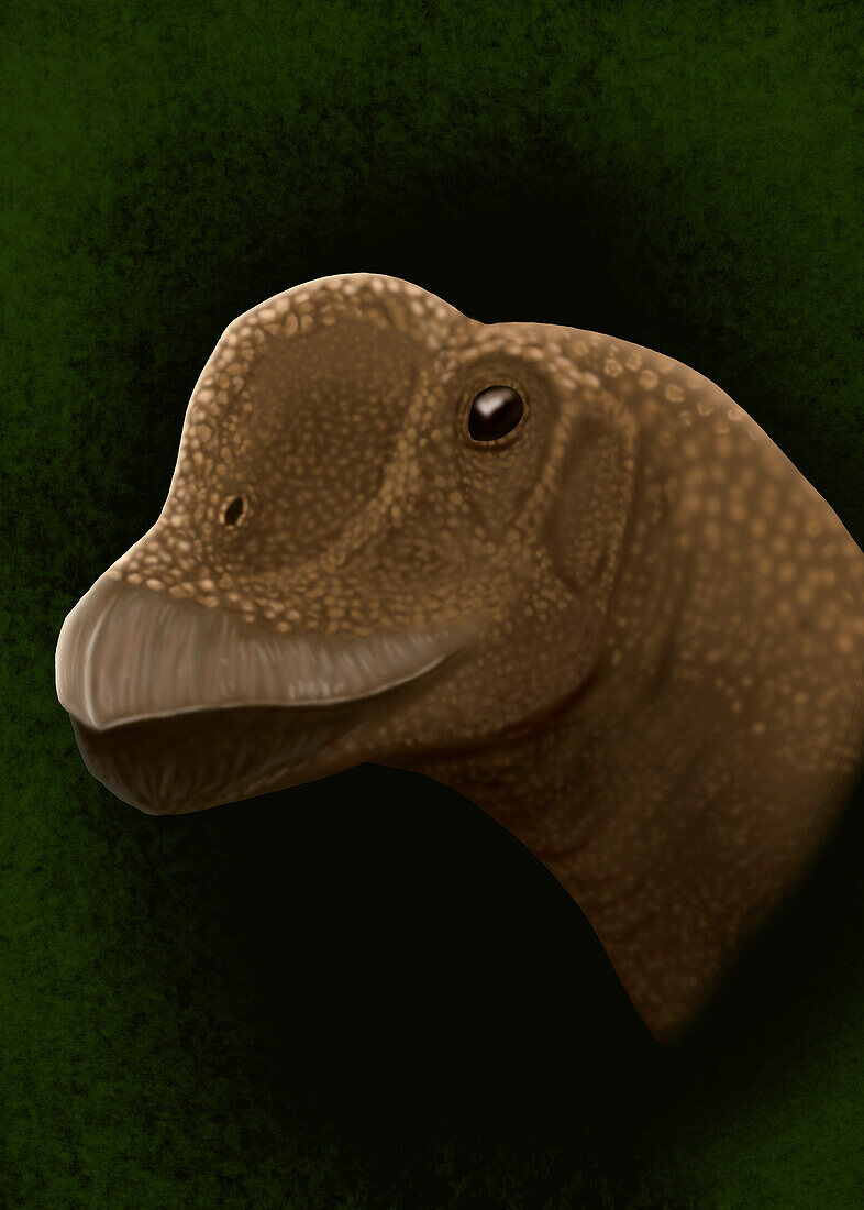 Europasaurus holgeri, Beaked Sauropod Dinosaur
