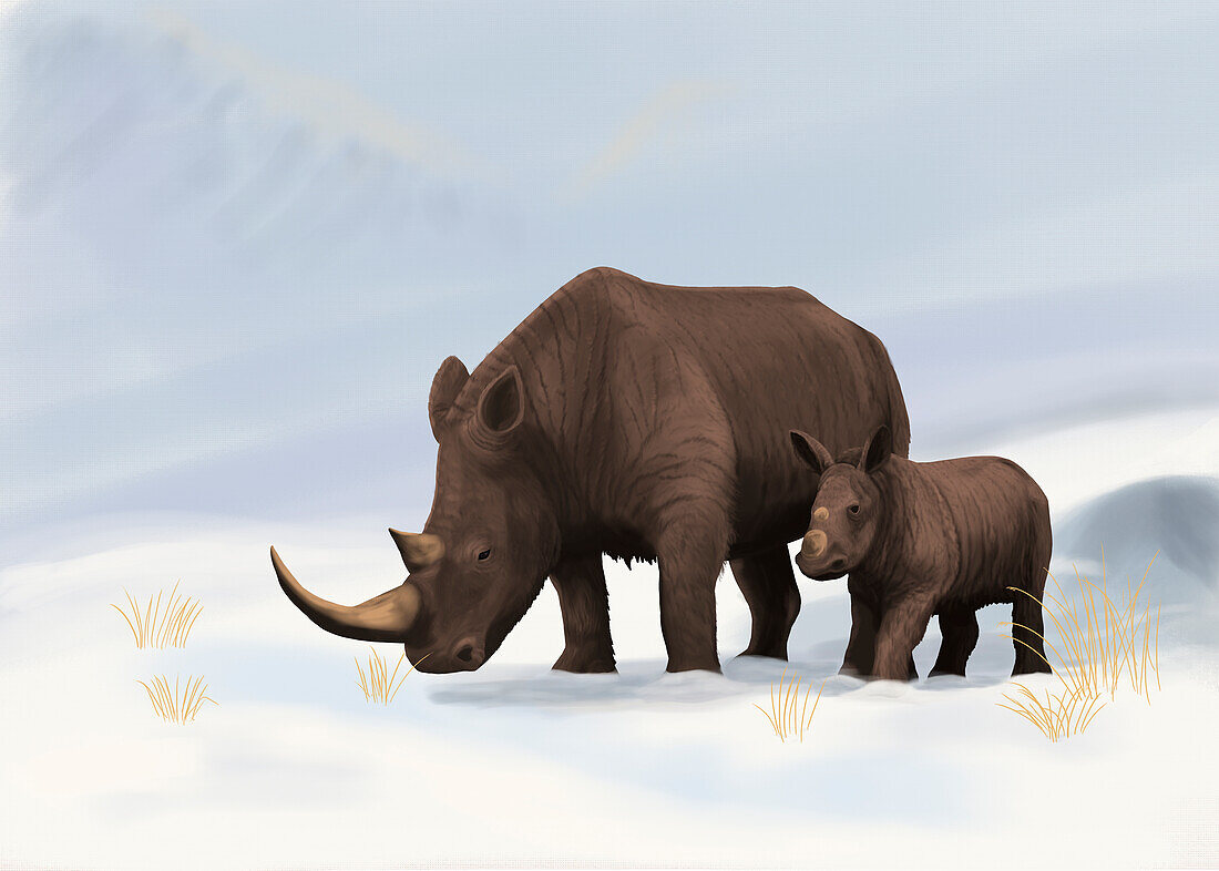 Woolly Rhinoceros (Coelodonta antiquitatis) Female and Calf