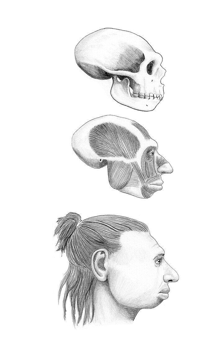 Homo neanderthalensis Cranial Anatomy Reconstruction