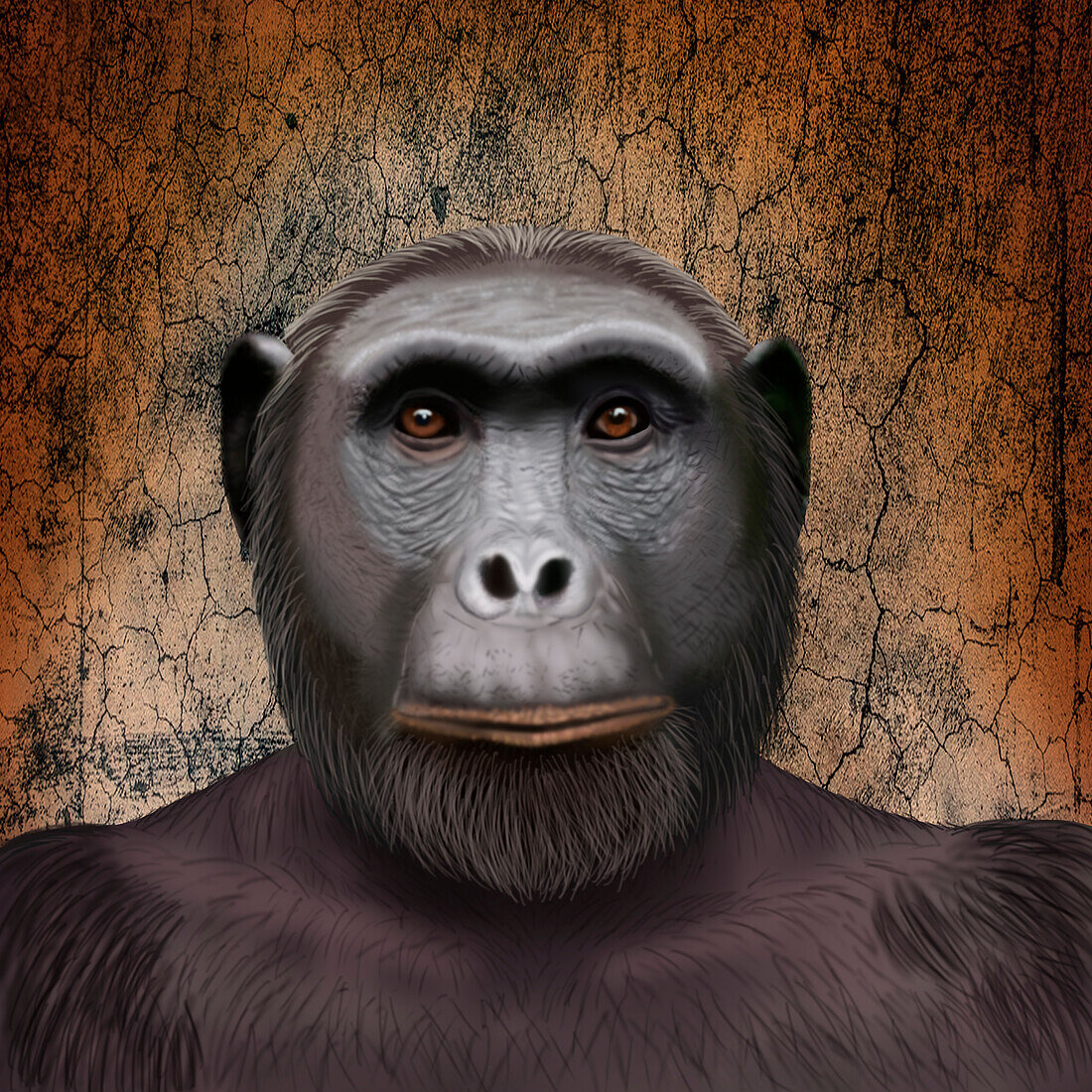 Australopithecus africanus, Pliocene Hominid