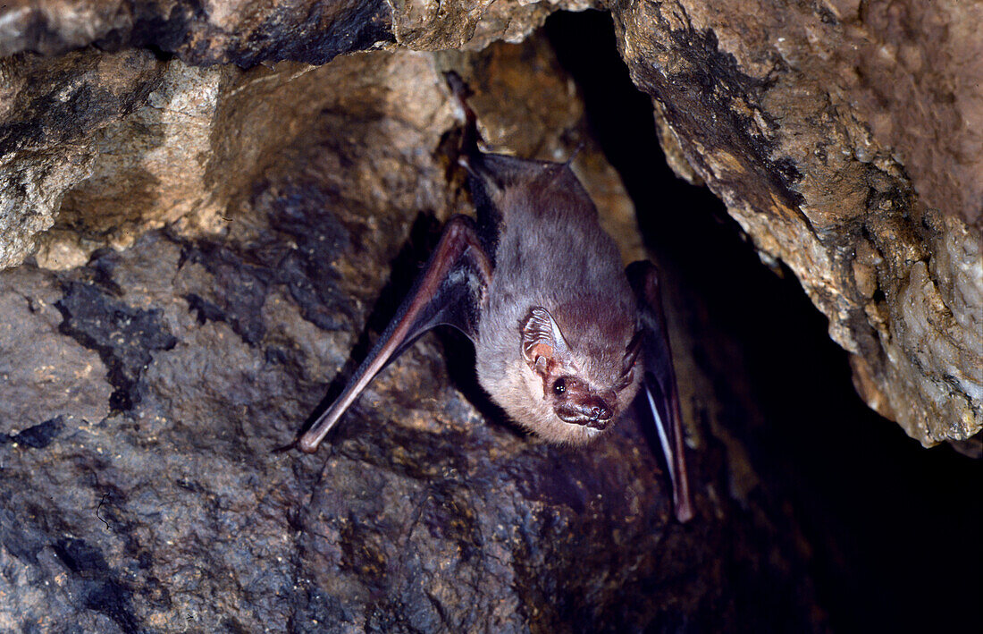 Gray Sac-winged Bat (Balantiopteryx plicata)