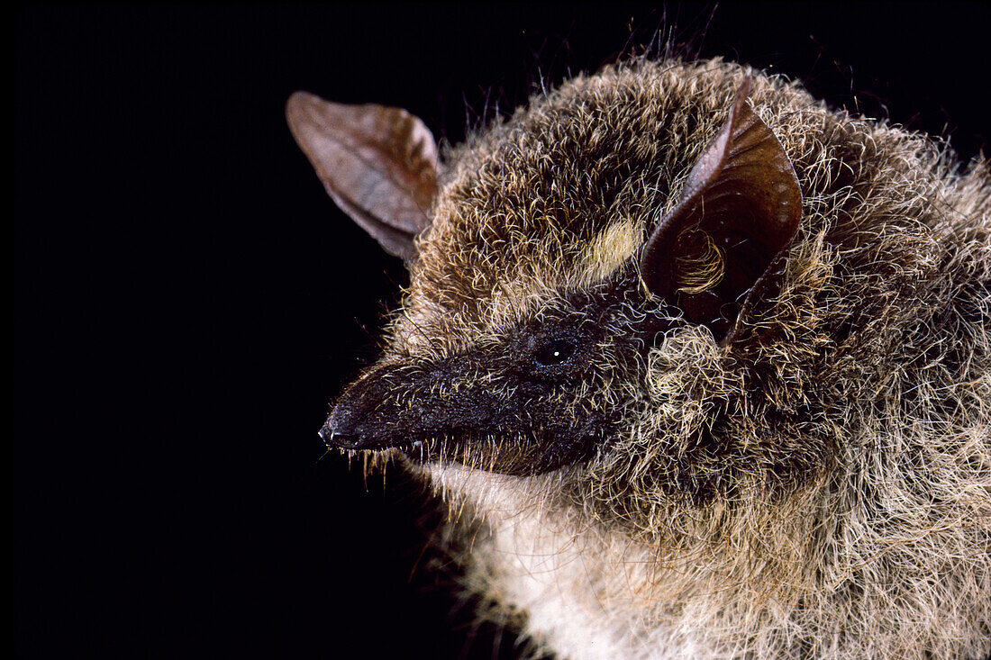 Proboscis bat, Rhynchonycteris naso