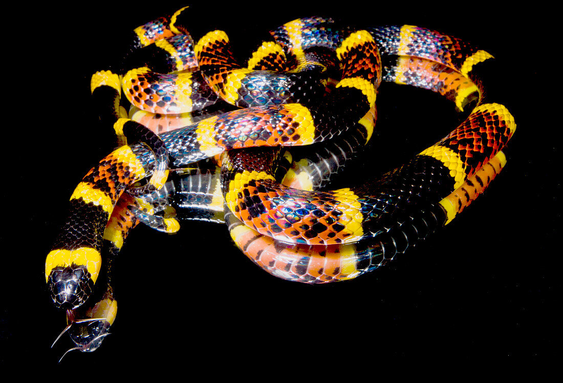 Texas Coral Snake (Micrurus tener)
