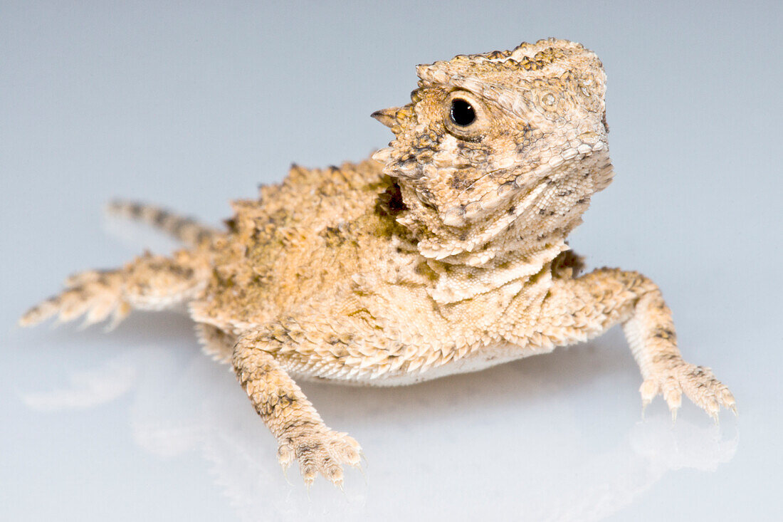 Juvenile Texas Horned Lizard (Phrynosoma cornutum)