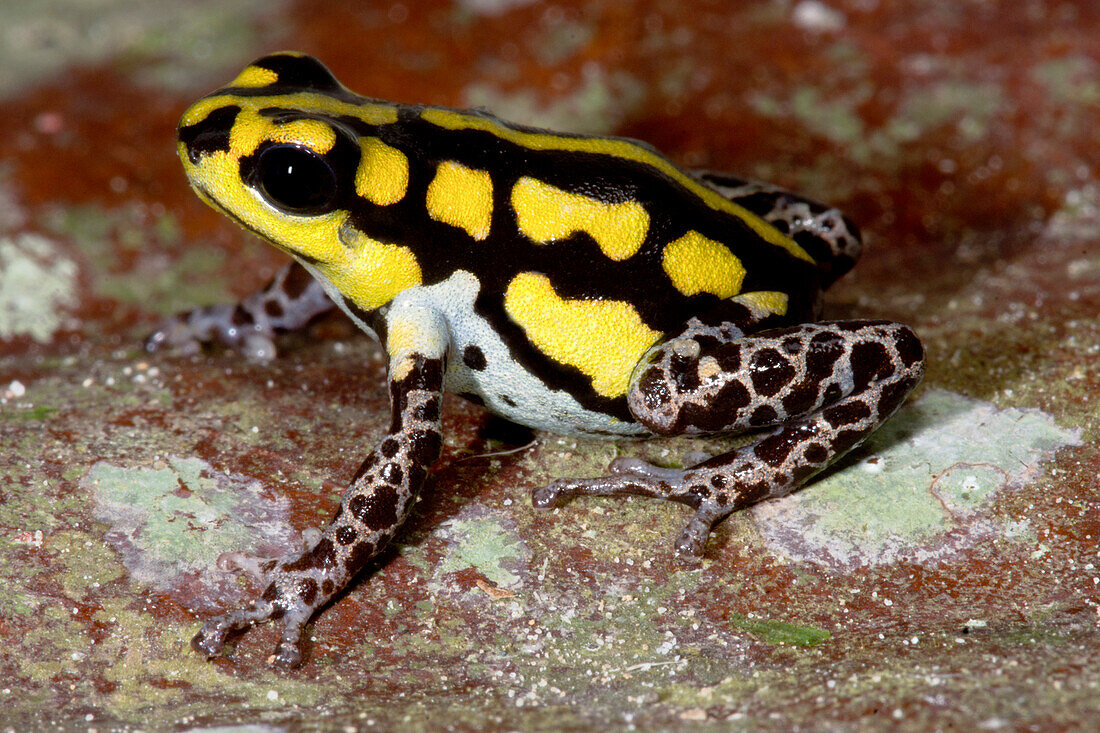 Loreto Yellow-striped Poison Frog (Ranitomeya flavovittata)